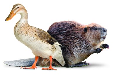 BeaverDuck.jpg
