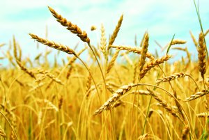 wheat.jpg