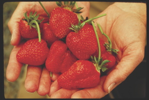 Oregon strawberries