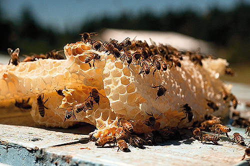 1010_Bees04