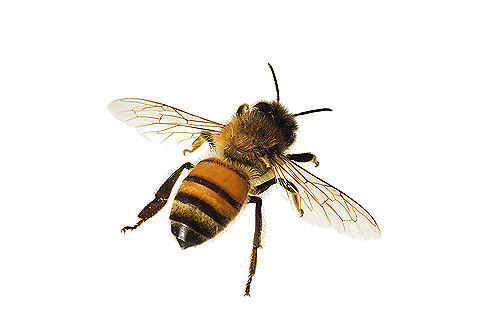 1010_Bees05