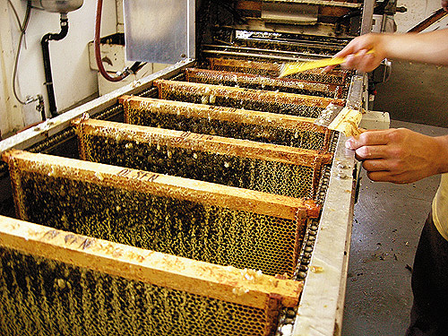 1010_Bees06