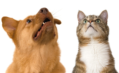 0612 AnimalWorld 01