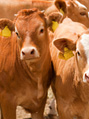 07.11.12 Thumbmail Cattle