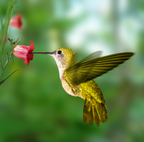 09.27.12 Blog Hummingbird