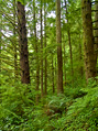04.17.13 Thumbnail Forest