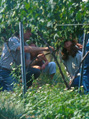 05.31.13 Thumbnail GrapeVine