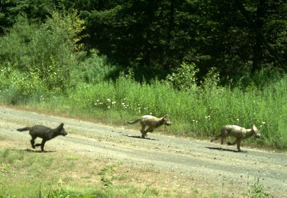 wolfpups