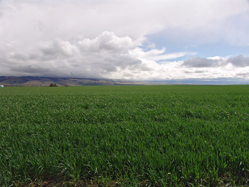 0414 regional wheat