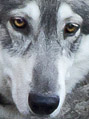030615-wolf-thumb