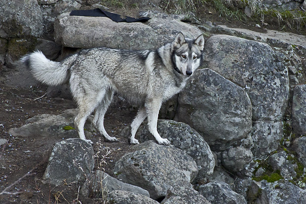 030615-wolf