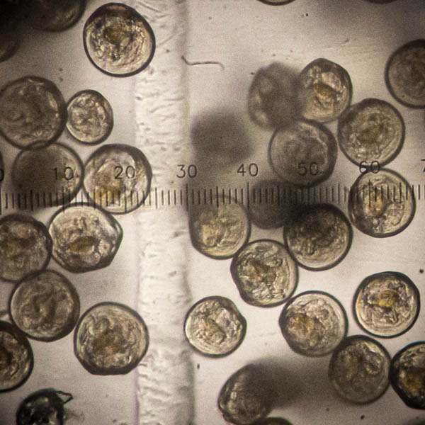 Oyster larvae microscope