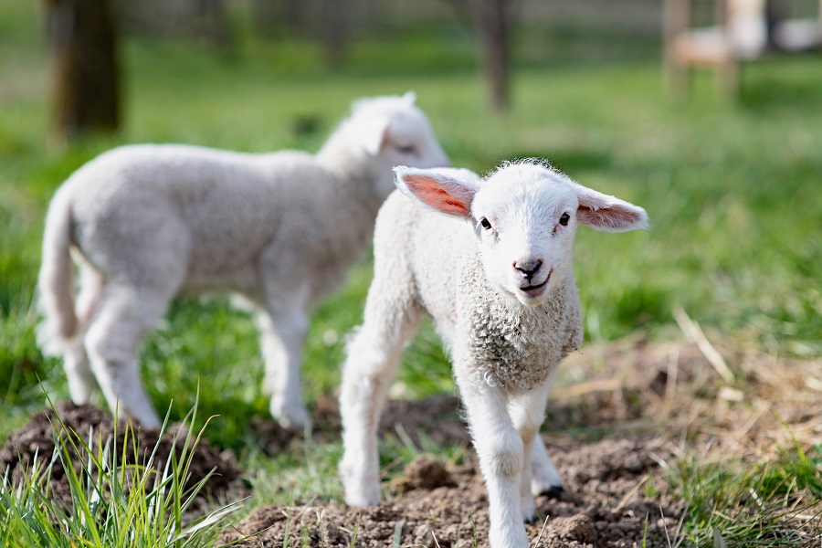 Life_continues_at_SOTER_baby_lambs_just_born._Photo_by_Carolyn_Wells_Kramer.jpeg