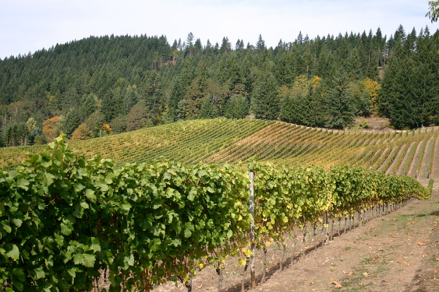 Vineyard in the Oregon wine region of the Willamette Valley